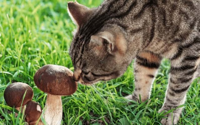 can-cat-eat-mushrooms-all-you-must-know-2