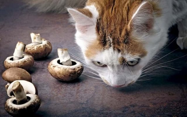 can-cat-eat-mushrooms-all-you-must-know