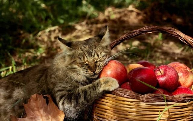 can-cats-eat-apples-all-you-need-to-know-1