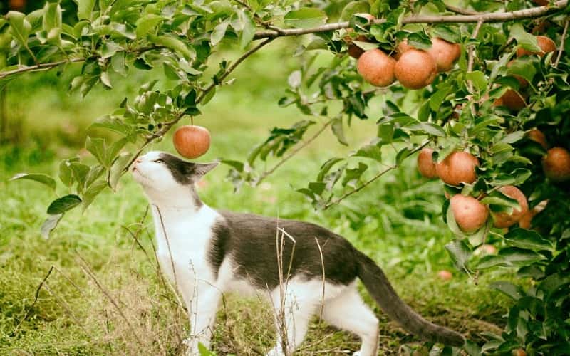 can-cats-eat-apples-all-you-need-to-know-2