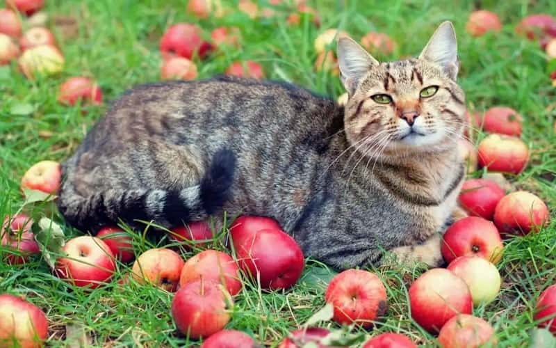 can-cats-eat-apples-all-you-need-to-know