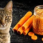 Can Cats Eat Apples? All You Need To Know – Petscaretip 2023