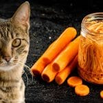 Can Cats Eat Apples? All You Need To Know – Petscaretip 2023