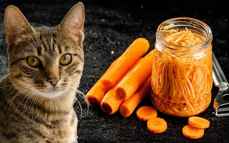 can-cats-eat-carrot-everything-you-need-to-know-1