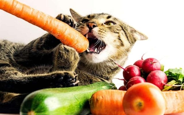 can-cats-eat-carrot-everything-you-need-to-know-2