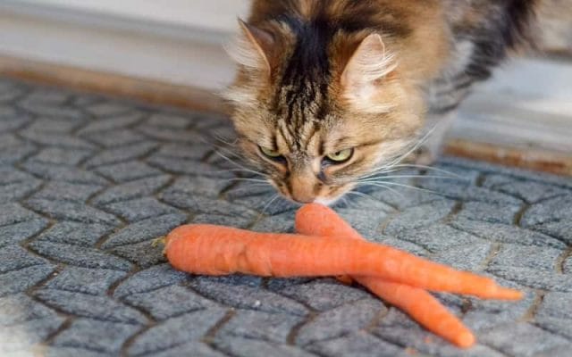 can-cats-eat-carrot-everything-you-need-to-know