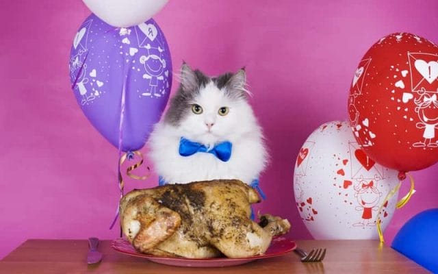 can-cats-eat-chicken-all-you-need-to-know-1