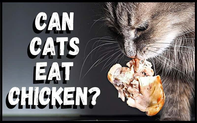 can-cats-eat-chicken-all-you-need-to-know