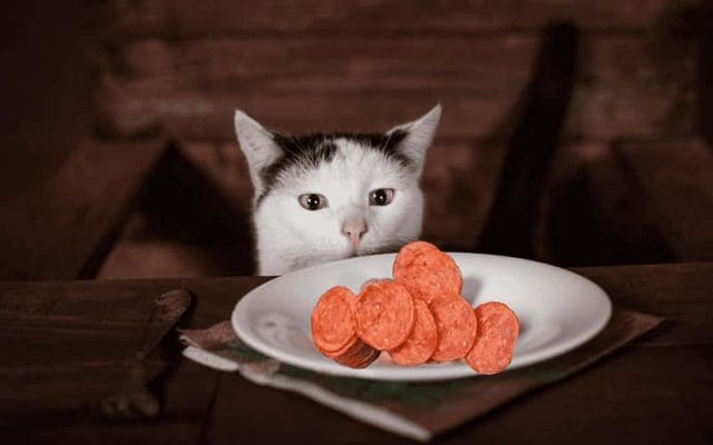 can-cats-eat-pepperoni-all-you-need-to-know-1