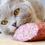Can Cats Eat Carrot? Everything You Need To Know – Petscaretip 2023