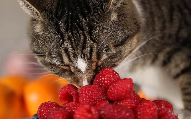 can-cats-eat-raspberry-all-you-need-to-know-1