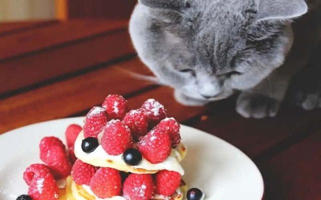 can-cats-eat-raspberry-all-you-need-to-know