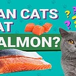 Can Cat Eat Mushrooms? All You Must Know – Petscaretip 2023