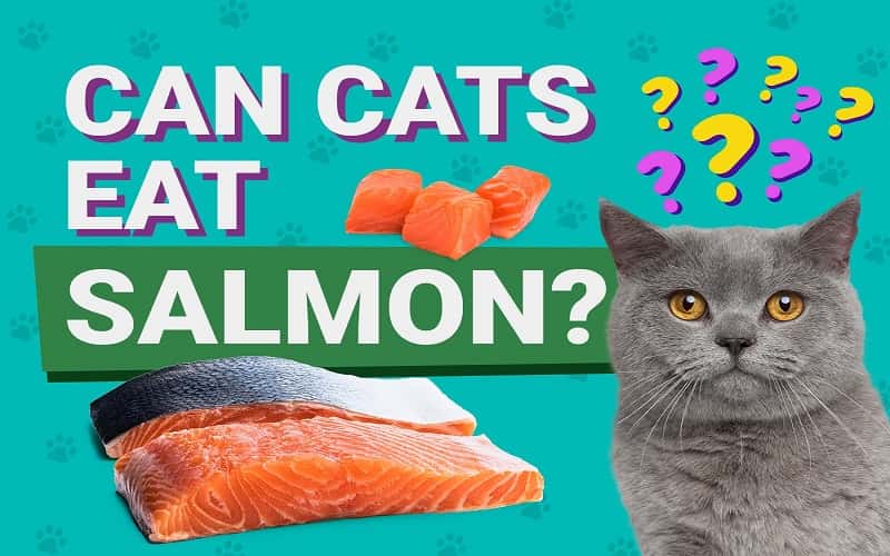 can-cats-eat-salmon-all-you-need-to-know-1
