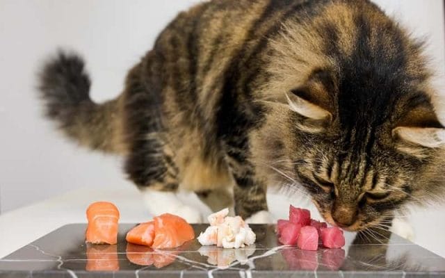 can-cats-eat-salmon-all-you-need-to-know-2