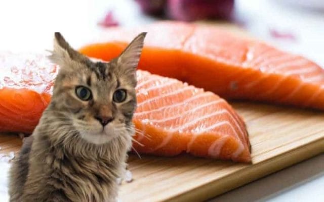 can-cats-eat-salmon-all-you-need-to-know
