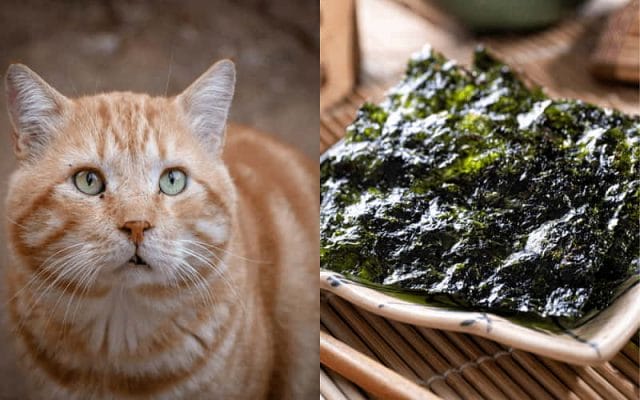 can-cats-eat-seaweed-all-you-need-to-know-1