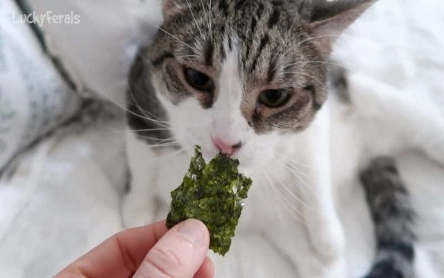 can-cats-eat-seaweed-all-you-need-to-know-2