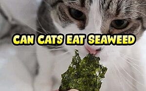 can-cats-eat-seaweed-all-you-need-to-know