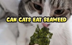 can-cats-eat-seaweed-all-you-need-to-know