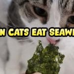 Can Cats Eat Spam? Everything you need to know 2023