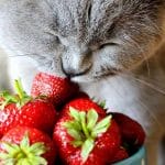 Can Cats Eat Watermelon? Everything You Need To Know – 2023