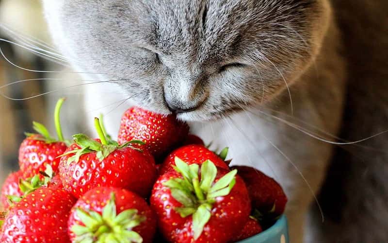 can-cats-eat-strawberry-all-you-need-to-know-1