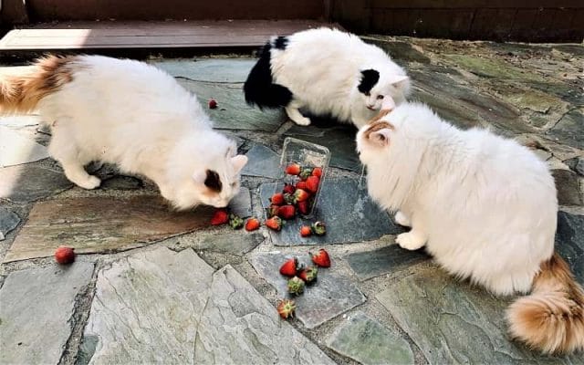 can-cats-eat-strawberry-all-you-need-to-know