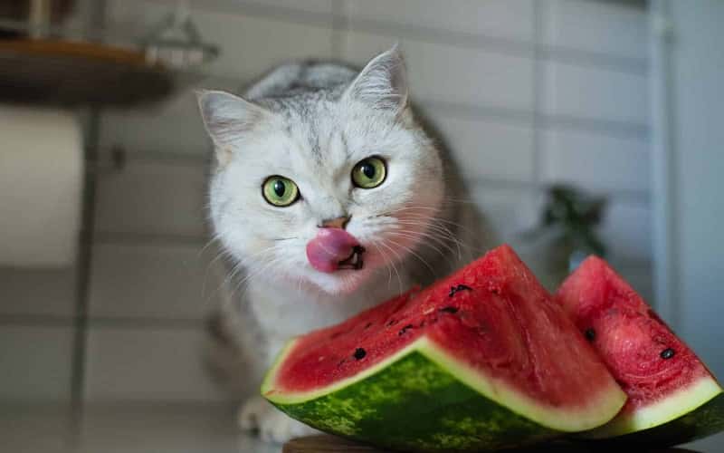 can-cats-eat-watermelon-1