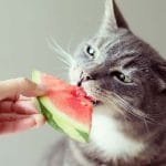Can Cats Eat Strawberry? All You Need To Know – Petscaretip 2023