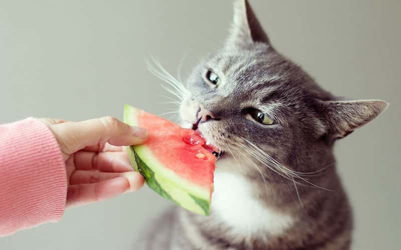 can-cats-eat-watermelon