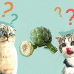 Can Cats Eat Clams? All You Need To Know – Petscaretip 2023