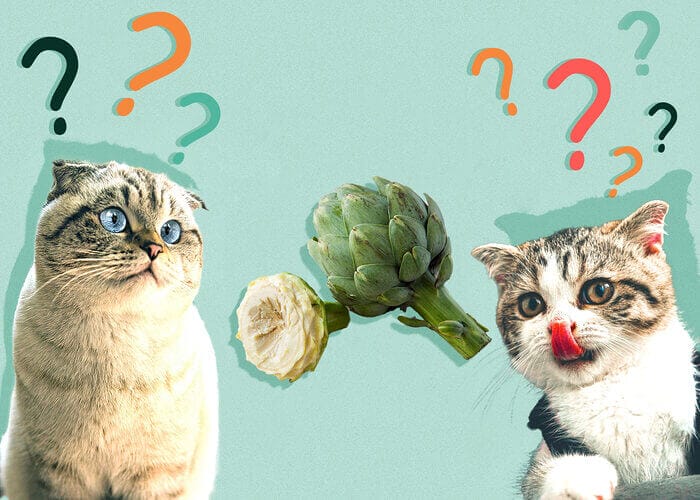 Can Cats Eat Artichoke? All You Need To Know - Petscaretip 2023