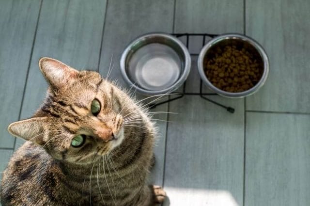 Are artichoke hearts safe for cats to consume?