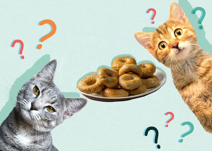Can Cats Eat Bagels? Everything You Need To Know - 2023