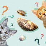 Can Cats Eat Artichoke? All You Need To Know – Petscaretip 2023