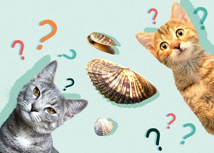 Can Cats Eat Clams? All You Need To Know - Petscaretip 2023