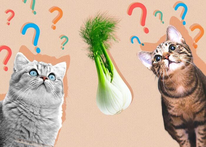 Can Cats Eat Fennel? All You Need To Know - Petscaretip 2023