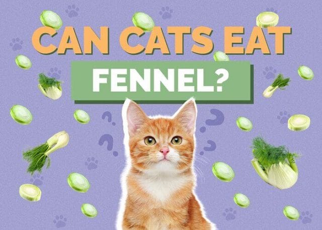Can Cats Eat Fennel? All You Need To Know - Petscaretip 2023