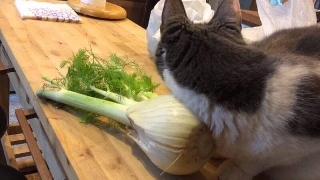 How much fennel is safe for cats to eat?
