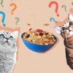 Can Cats Eat Muffin? All You Need To Know – Petscaretip 2023