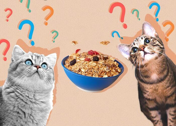 Can Cats Eat Granola? All You Need To Know - Petscaretip 2023