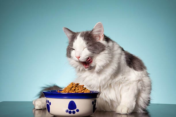 What happens if a cat eats too much granola?