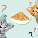 Can Cats Eat Funyuns? Should you give your cat onion – Tips 2023