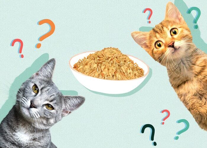 Can Cats Eat Grits? All You Need To Know - Petscaretip 2023