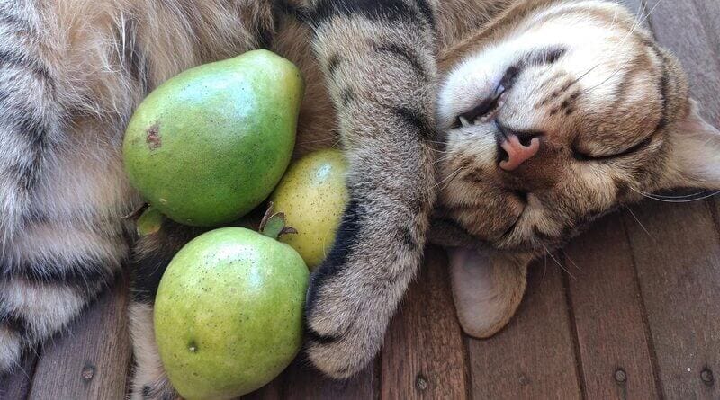 Risks Of Feeding Guavas To Cats