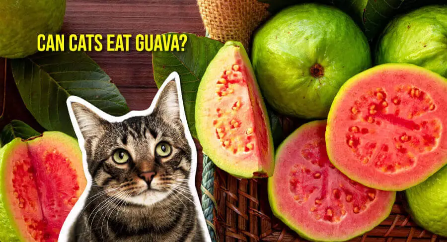 Can Cats Eat Guava? All You Need To Know - Petscaretip 2023