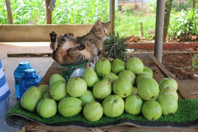 How Many Guavas Should You Feed Your Cat?