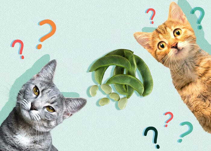 Can Cats Eat Lima Beans? All You Need To Know - 2023