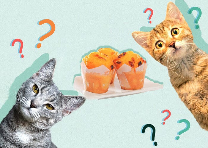 Can Cats Eat Muffin? All You Need To Know - Petscaretip 2023